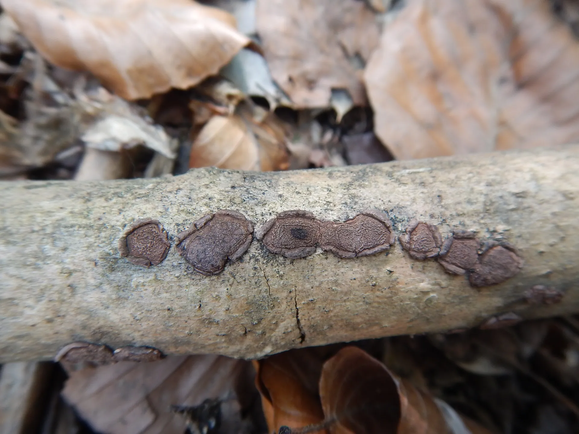 Hypoxylon cercidicola, 23-04-18 (3)
